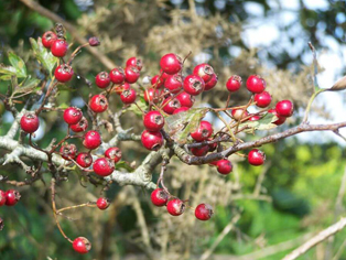 Thorn berries ready for collection